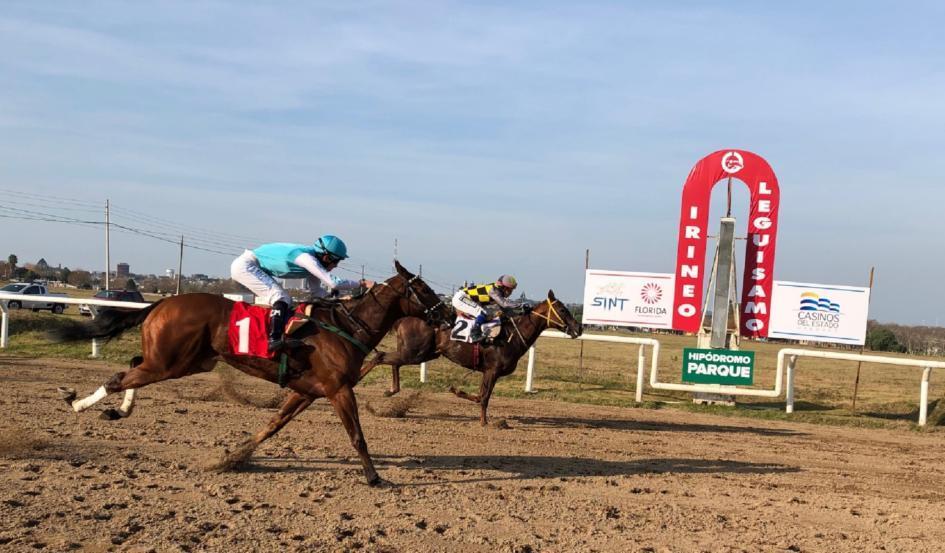 turf hipodromo mayo